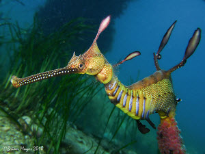 Common Seadragon